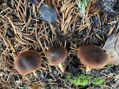 Cortinarius laetus