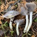 Grey Waxcap - Photo (c) Alfredo Justo, some rights reserved (CC BY-NC), uploaded by Alfredo Justo