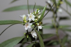 Myoporum platycarpum