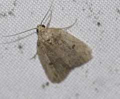 Tolpia conscitulana