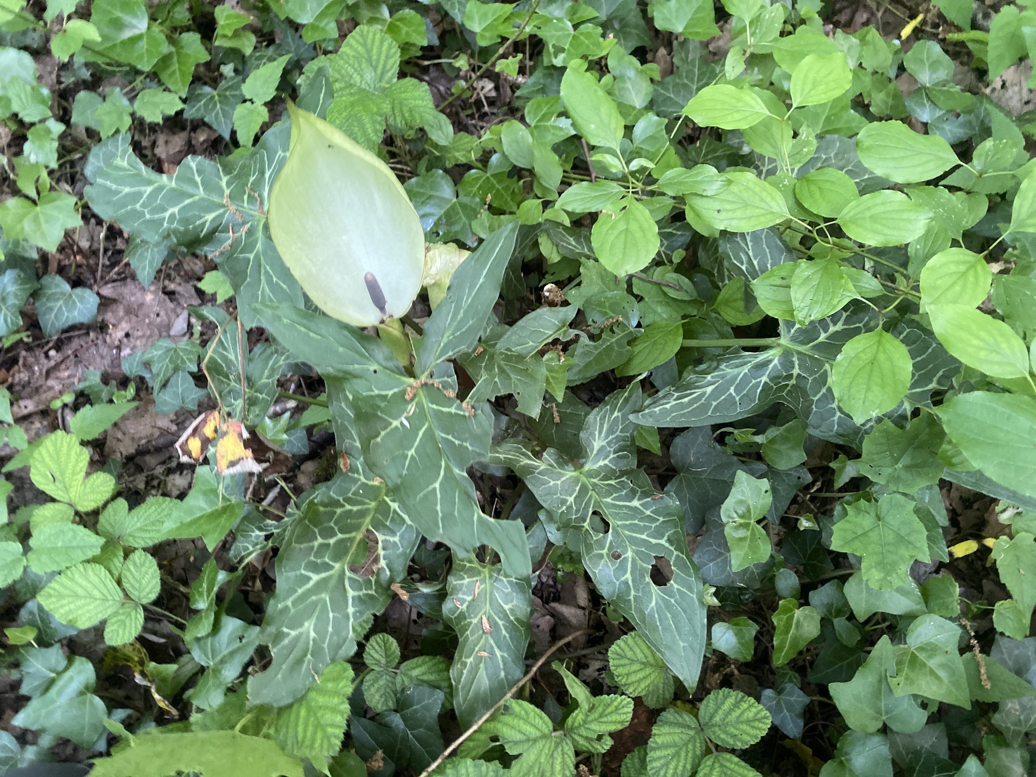 Italian Arum (Arum italicum)