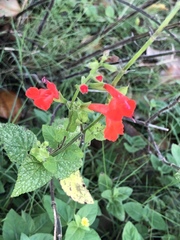 Salvia coccinea