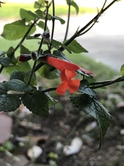 Salvia coccinea