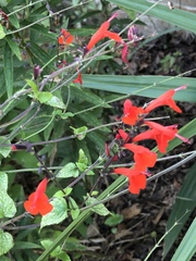 Salvia coccinea