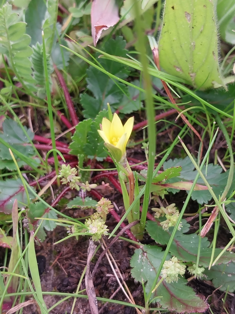 Romulea flava, Amanda Glen, Cape Town, 7550, South Africa