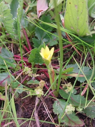 Romulea flava