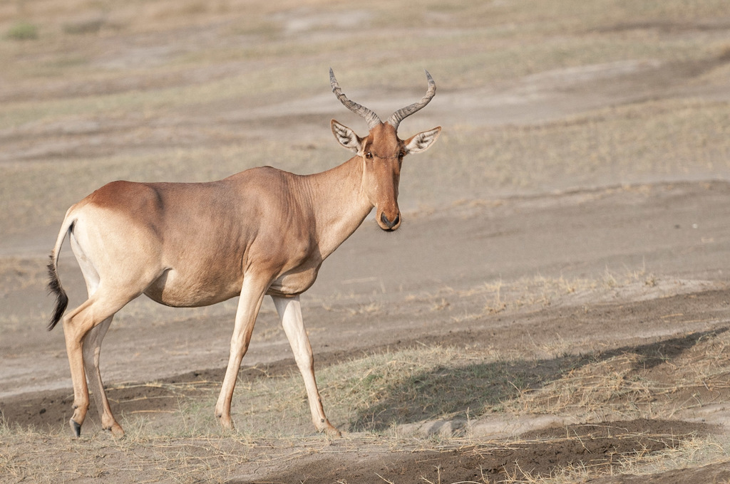 Coke’s hartebeest, Tanzania, photographed by Joni Overbosch