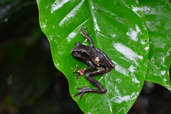 Mourning Tree Frog photo 1