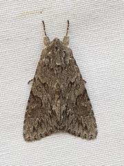 Andropolia contacta