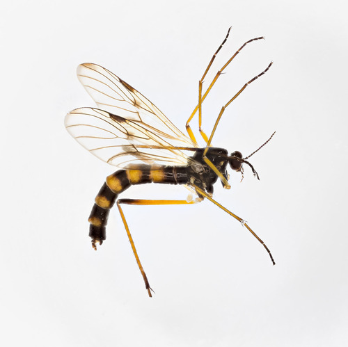 Pachyneura fasciata