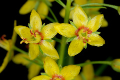 Lysimachia loomisii
