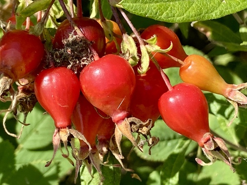 iNaturalist observation photo of California Wild Rose