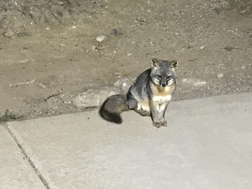 シマハイイロギツネ