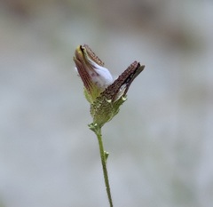 Cordylanthus nevinii