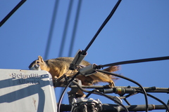 Sciurus niger