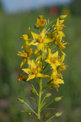 Lysimachia loomisii