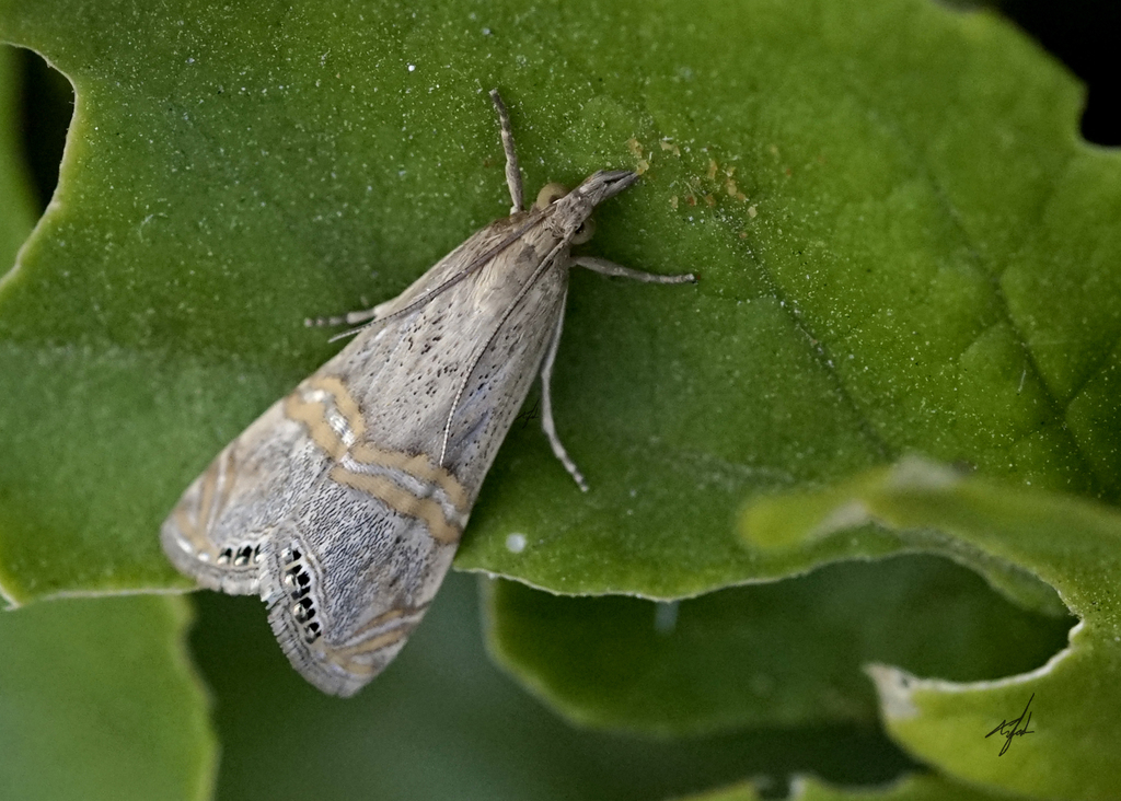 California Grass-veneer Moth