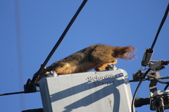 Sciurus niger