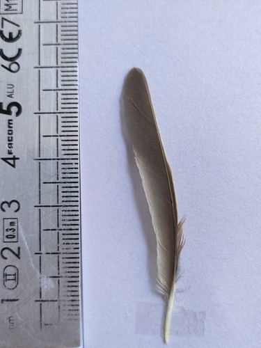Plume de Accenteur mouchet