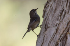 Sericornis maculatus