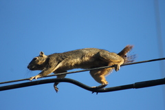 Sciurus niger