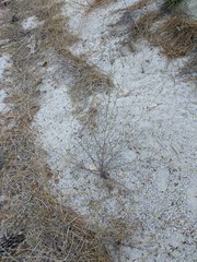 Cordylanthus nevinii