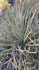 Agave schottii schottii