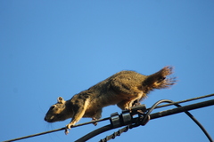 Sciurus niger