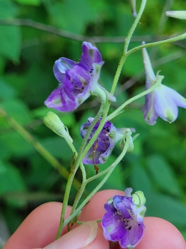 Delphinium exaltatum, photograph 6