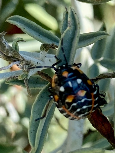 iNaturalist observation photo of Harlequin Bug