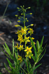 Lysimachia loomisii