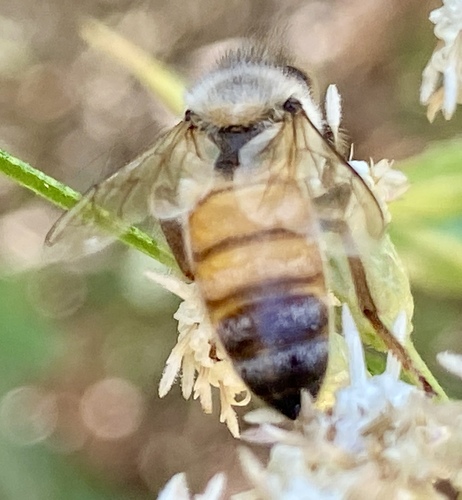 iNaturalist observation photo of Western Honey Bee