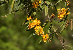 Oxylobium arborescens