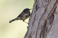 Sericornis maculatus