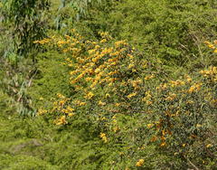 Oxylobium arborescens