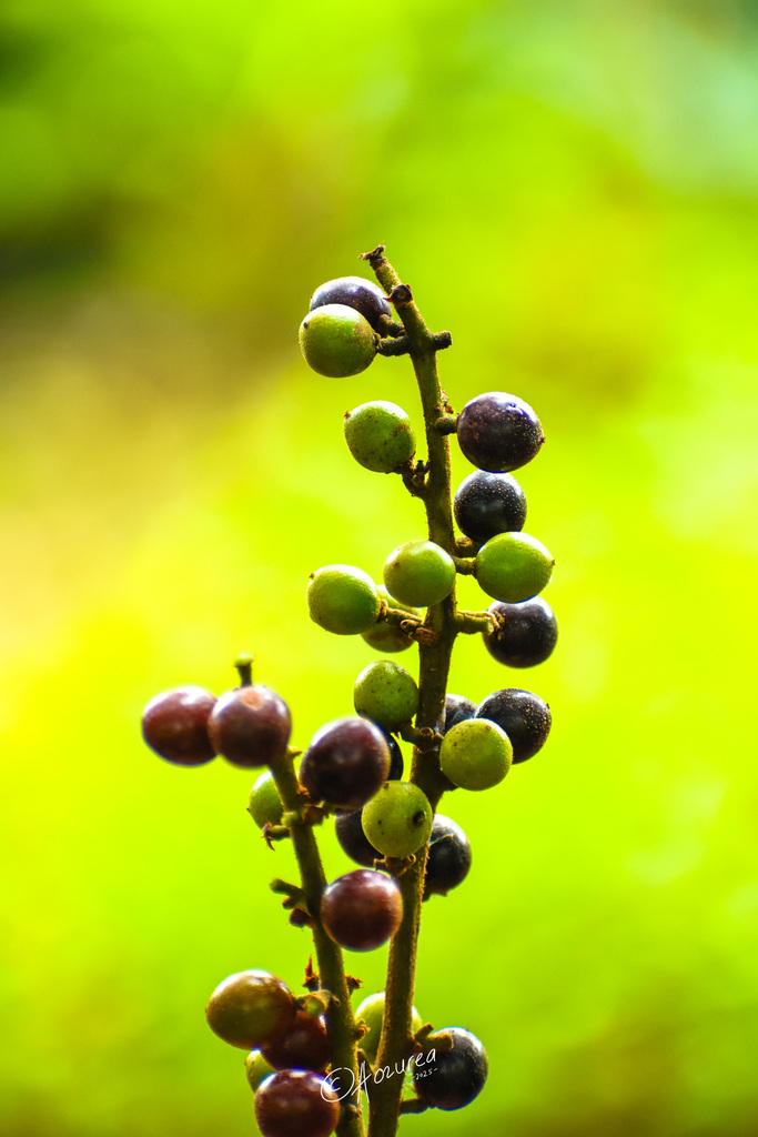 Ambacang Rawang (Campnosperma coriaceum)