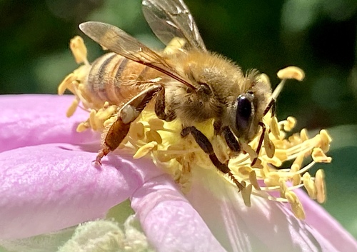 iNaturalist observation photo of Western Honey Bee