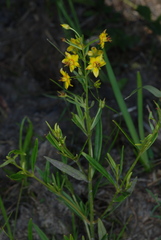 Lysimachia loomisii