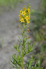 Lysimachia loomisii