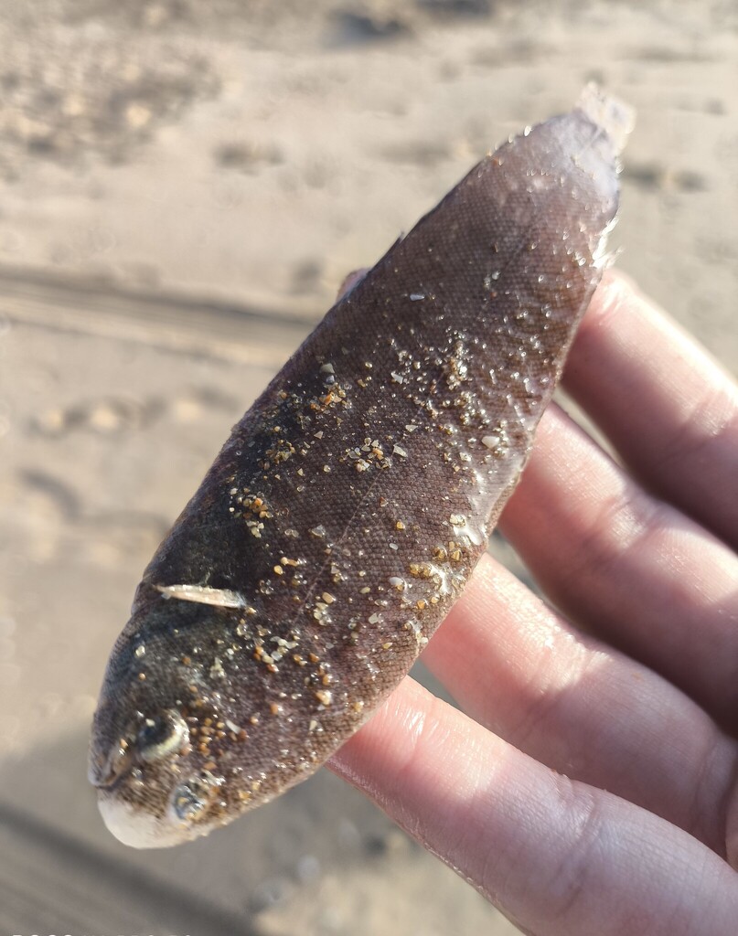 Wedge sole (Dicologlossa cuneata) — Soleidae