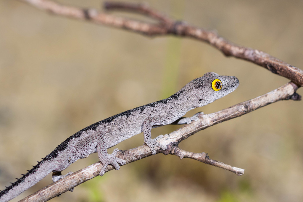Soft Spiny-Tailed Gecko