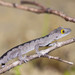 Soft Spiny-tailed Gecko - Photo (c) Ry Beaver, some rights reserved (CC BY-NC), uploaded by Ry Beaver