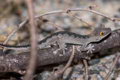 Soft Spiny-Tailed Gecko photo 3