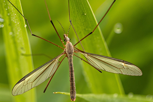 Unknown species found near Lake County, MT, USA