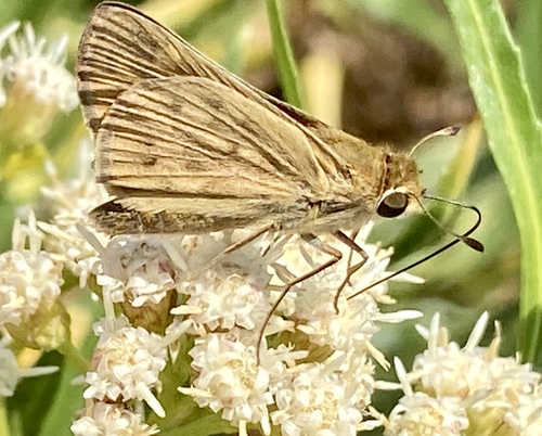 iNaturalist observation photo of Fiery Skipper