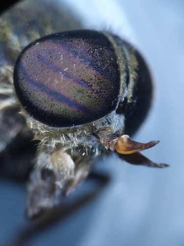 Bright Horsefly