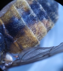 Hybomitra distinguenda