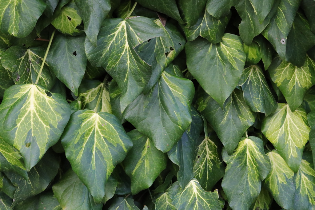 Hedera colchica
