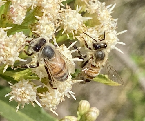 iNaturalist observation photo of Western Honey Bee