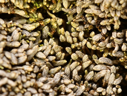 Gymnomitrion corallioides observed 2025-08-06
